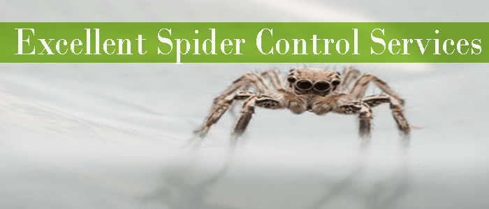 Excellent Spider Control Services